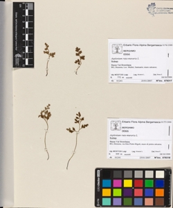 Asplenium ruta-muraria L.