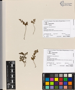 Asplenium ruta-muraria L.