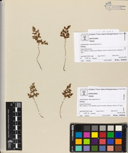 Asplenium ruta-muraria L.