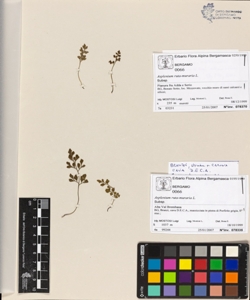 Asplenium ruta-muraria L.