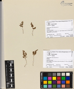 Asplenium ruta-muraria L.