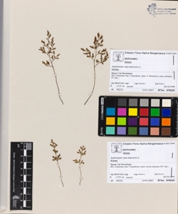 Asplenium ruta-muraria L.