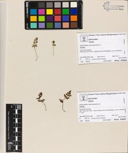 Asplenium ruta-muraria L.