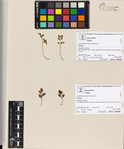 Asplenium ruta-muraria L.
