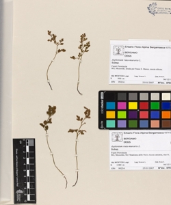 Asplenium ruta-muraria L.