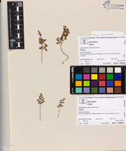 Asplenium ruta-muraria L.