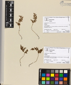 Asplenium ruta-muraria L.