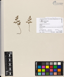 Asplenium ruta-muraria L.
