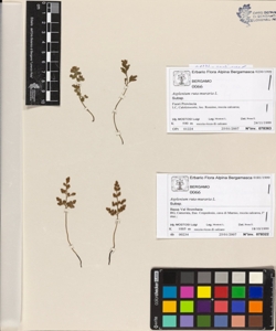 Asplenium ruta-muraria L.