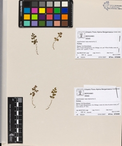 Asplenium ruta-muraria L.