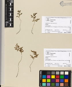Asplenium ruta-muraria L.