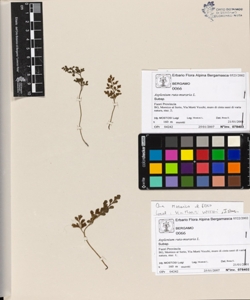 Asplenium ruta-muraria L.