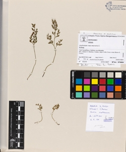 Asplenium ruta-muraria L.