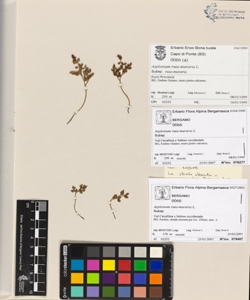 Asplenium ruta-muraria L.