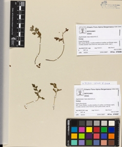Asplenium ruta-muraria L.