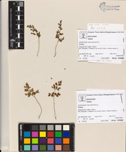 Asplenium ruta-muraria L.