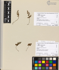 Asplenium ruta-muraria L.