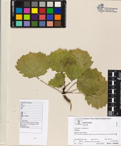 Populus tremula L.