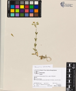 Cerastium holosteoides Fries. ampl. Hylander
