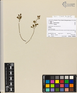 Asplenium ruta-muraria L.