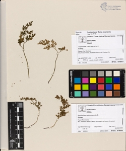 Asplenium ruta-muraria L.
