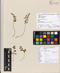Asplenium ruta-muraria L.
