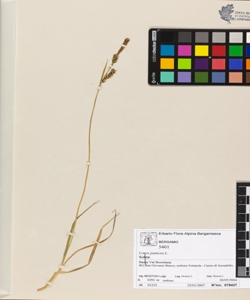 Carex panicea L.