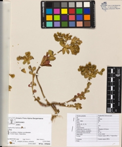 Euphorbia helioscopia L.
