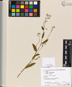 Myosotis sylvatica Hoffm.