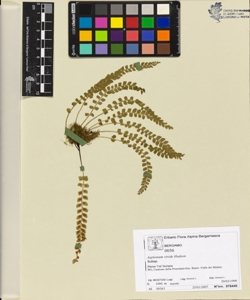 Asplenium viride Hudson