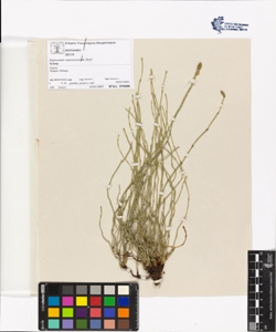 Equisetum ramos¿ss¿mum Desf.