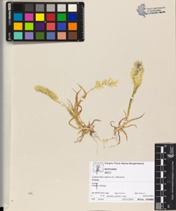 Lamarckia aurea (L.) Moench