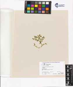 Selaginella helvetica (L.) Link