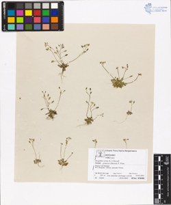 Erophila verna (L.) Chevall. subsp. praecox (Steven) P. Four.