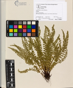 Asplenium viride Hudson