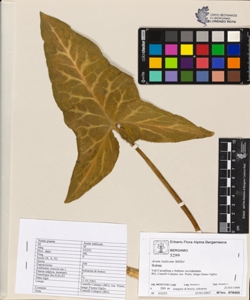 Arum italicum Miller