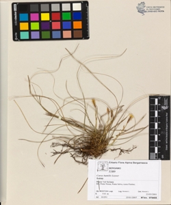 Carex humilis Leyser