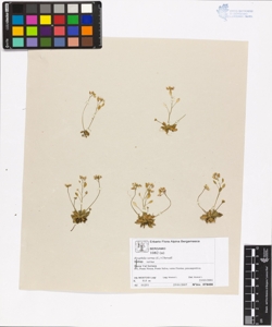 Erophila verna (L.) Chevall. subsp. verna