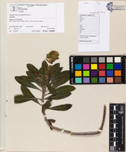 Euphorbia amygdaloides L.