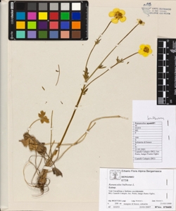 Ranunculus bulbosus L.