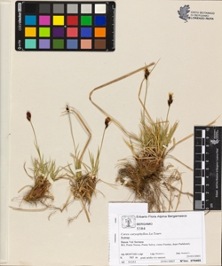 Carex caryophyllea La Tourr.