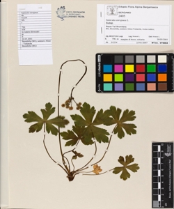 Sanicula europaea L.