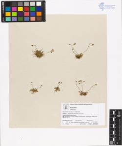 Erophila verna (L.) Chevall. subsp. praecox (Steven) P. Four.
