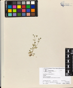 Saxifraga tridactylites L.