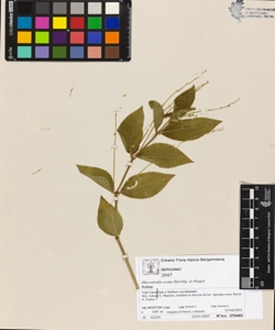 Mercurialis ovata Sternbg. et Hoppe