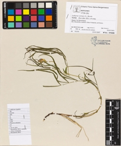 Lathyrus vernus (L.) Bernh. subsp. flaccidus (Kit.) Arcang.