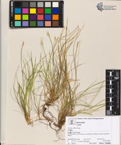 Carex alba Scop.