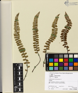 Asplenium trichomanes L.