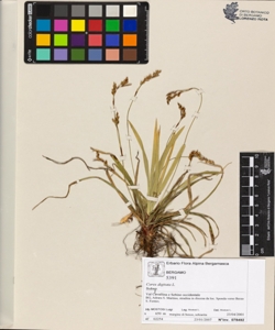 Carex digitata L.