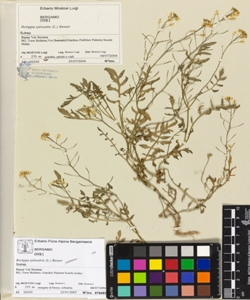 Rorippa sylvestris (L.) Besser